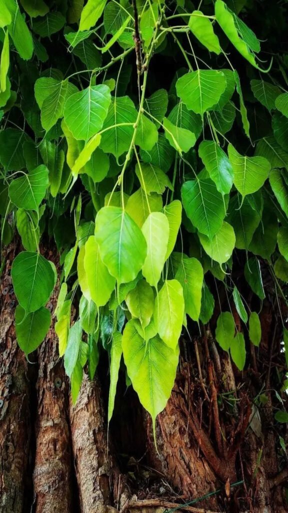 peepal tree benefits